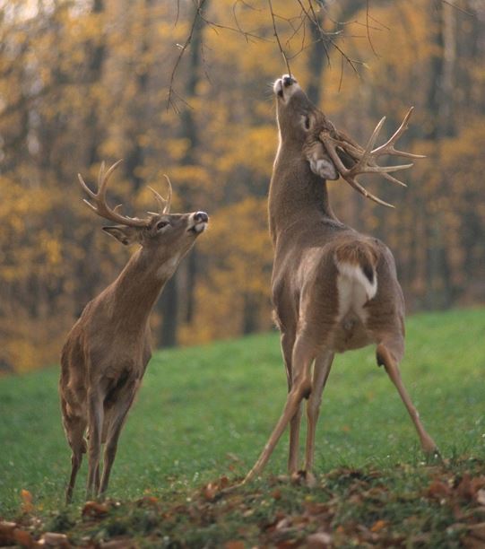 Deer in heat